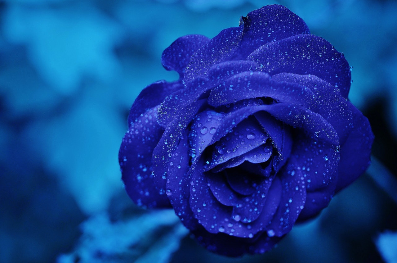 Rose Blue Flower Rose Blooms 67636